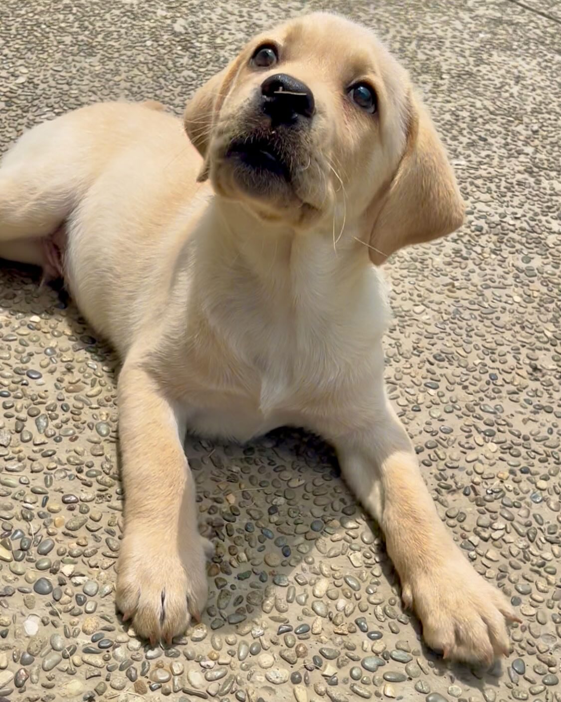 Yellow English Labrador puppy