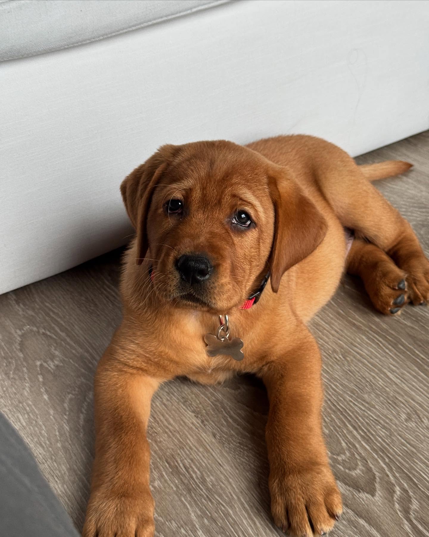 Fox red English Labrador puppy